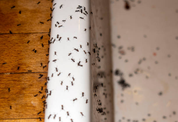 Best Mosquito Control Services  in Kearny, NJ