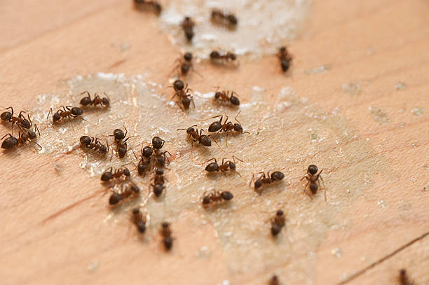 Best Pest Inspection Near Me  in Kearny, NJ