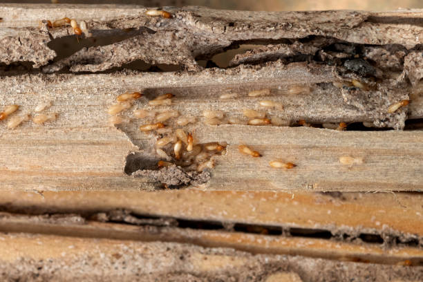 Best Local Pest Control Services  in Kearny, NJ